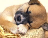 Pet Me Provide You with Quality Pet Products Pet Me Provide You with Quality Pet Products